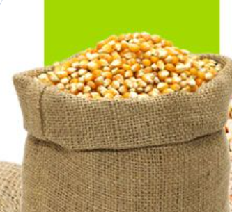 Maize from Brazil supplied by Cerealista Nardo Ltda. - Yellow Maize (Corn)