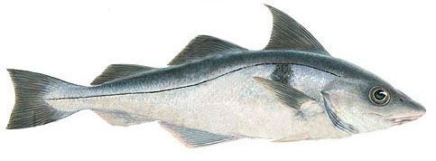 Haddock from Iceland supplied by Stakkavík - Fresh (=Chilled=Raw) Fresh Haddock