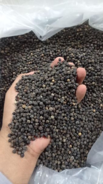 Black Pepper from Indonesia supplied by PT. Sari Bumbu Indonesia - Black Whole Black Peppercorn