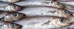 Blue Whiting from United Kingdom supplied by Northbay Pelagic Ltd - Whole (=In The Round) Frozen Blue Whiting