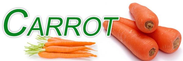 Carrot from Pakistan supplied by All Pakistan Fruit & Vegetable Exporters, Importers & Merchants Association (PFVA) - Orange Fresh Carrot