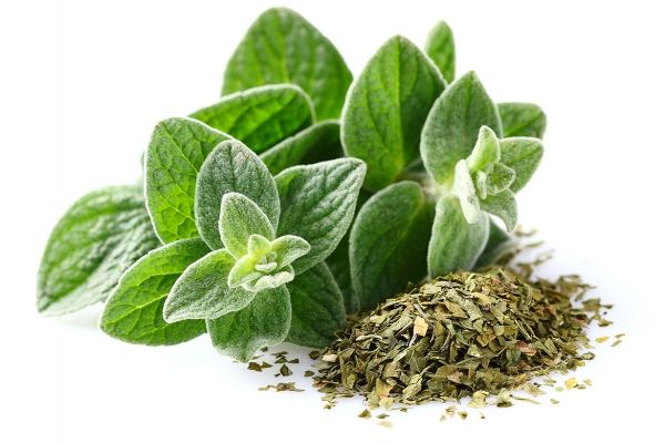 oregano from Kenya supplied by Karzal Limited - Excellent Quality Aromatic Herbs