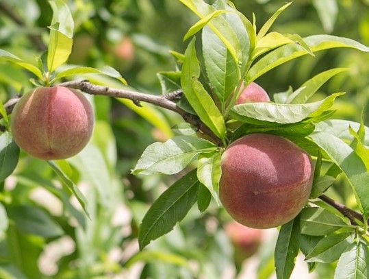 Fresh Peach from Spain supplied by Iberhanse Group - Early Sun Fresh Peach