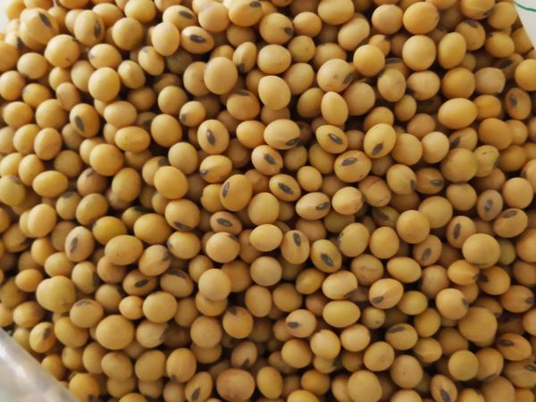 High Quality non-GMO Soybean from 아르헨티나 supplied by Chadileo S.R.L. - Medium 대두