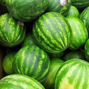 Watermelon Seeds from 파키스탄 supplied by Haji Sons - Whole 수박 씨