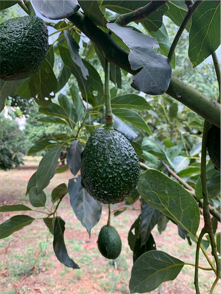 Hass avocado from 멕시코 supplied by Mex & Global - Caliber 80 (120-150 g) 신선 아보카도