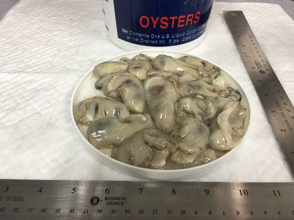 Oyster from 미국 supplied by Vincent Piazza, Jr. & Sons Seafood, Inc. - Whole (=In Shell=Unshucked) 신선 굴
