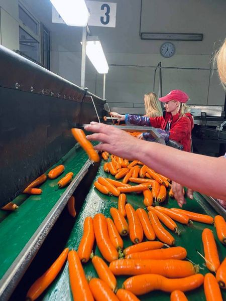 Carrot from Netherlands supplied by Hagranop - Orange Fresh Carrot