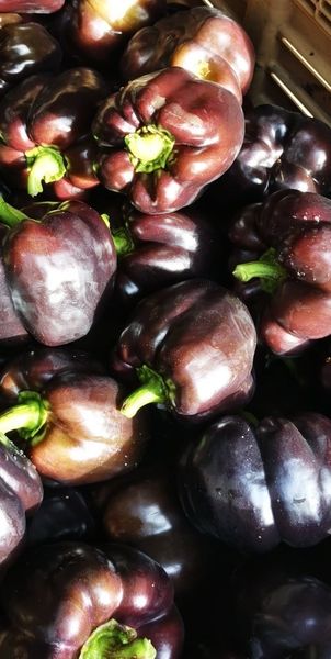 Organic Fresh Bell Pepper from Germany supplied by Organic Farm Liane Scharf - Purple Fresh Bell Pepper