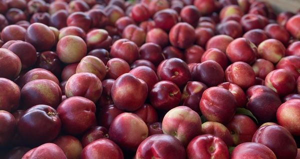 Apricot from 남아프리카공화국 supplied by Strode Road Orchard Limited - Red 신선 살구