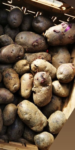 Fresh Organic Potato from 독일 supplied by Organic Farm Liane Scharf - Violet (=Purple) 신선 일반 감자