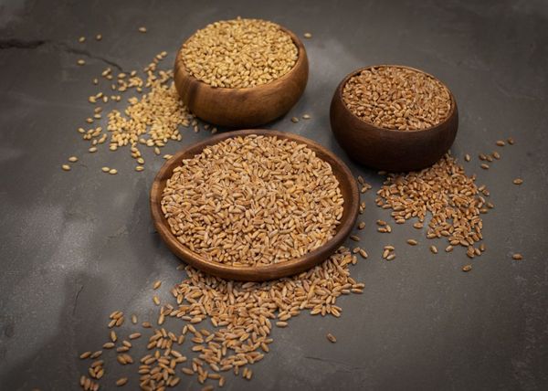organic wheat from United States supplied by Pleasant Grove Farms - Dried Wheat