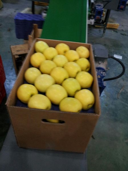 GOLDEN DELICIOUS from 튀르키예 supplied by THE FRESH APPLE DIS TICARET LTD STI - 1등급 - 엑스트라 신선 사과