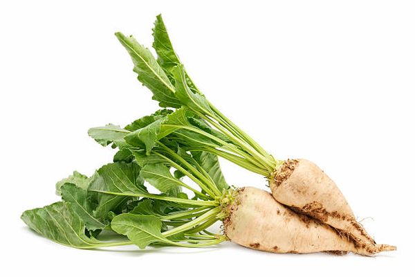 Sugar Beet from Russia supplied by LLC Rusagro Invest - Sugar Beet