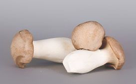 Fresh King Oyster Mushroom from 폴란드 supplied by RTB Sp.j. B.R.Waligóra - Whole 신선 새송이버섯