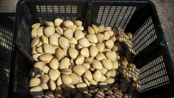 Clams from 영국 supplied by JPL Shellfish (Scotland) Ltd - Whole (=In Shell=Unshucked) 냉동 조개