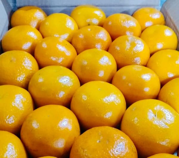 Mandarin from Pakistan supplied by Al Firdusi - Orange Fresh Mandarin