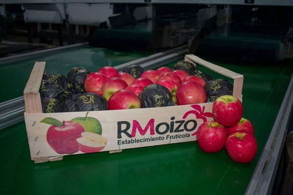 Apple from Uruguay supplied by Don Rufino S.R.L. - Whole Fresh Apple