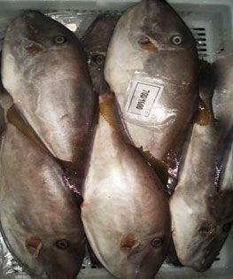 Leatherjacket from South Africa supplied by ONAT GLOBAL SEAFOOD - Fresh (=Chilled=Raw) Frozen Leatherjacket