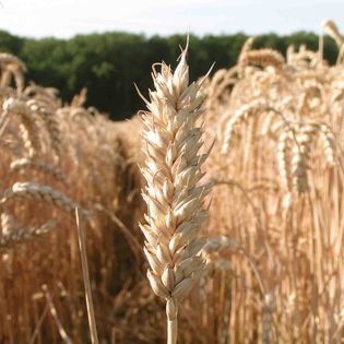 Wheat from Poland supplied by FAST-CHEM Stanisław Fabrowski - For Food Wheat