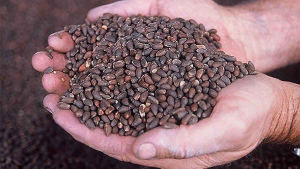 cotton seed from 미국 supplied by Southern Exposure Seed Exchange - 목화 씨