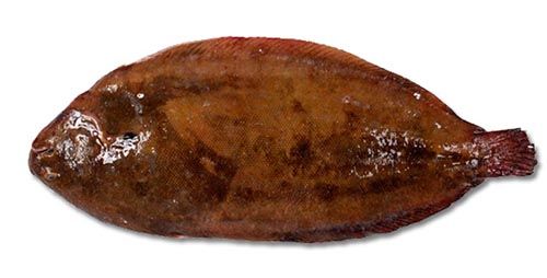 Sole from 스페인 supplied by Pescados Lorca SL - Whole (=In The Round) 냉동 솔피쉬