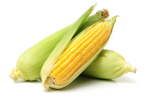 Corn from Germany supplied by HaGe Group "Hauptgenossenschaft Nord AG - HaGe Kiel" - For Feed Maize (Corn)