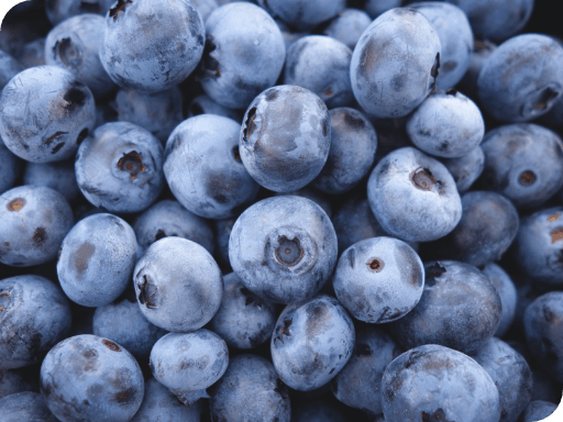Blueberry from 포르투갈 supplied by Berrysmart, Lda - New Hanover 신선 블루베리