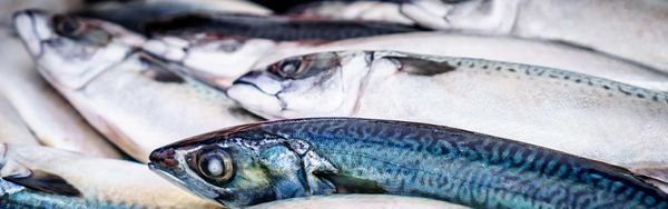 Fish from 영국 supplied by Weddel Swift Limited - Fresh (=Chilled=Raw) 기타 냉동 생선 통마리
