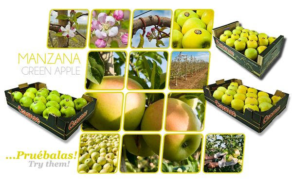 Apple from Spain supplied by COSANSE, SDAD. COOP. AGRARIA SAN SEBASTIÁN - Green Fresh Apple