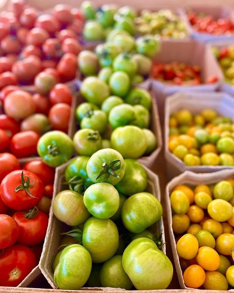 Tomato from Israel supplied by Havivian Farm - Whole Fresh Tomato