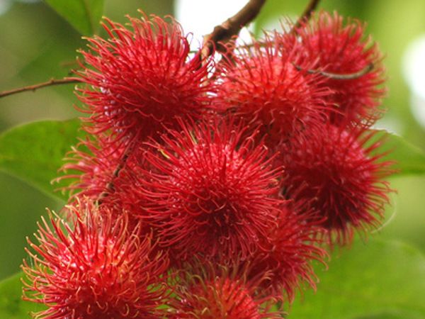 Rambutan from Guatemala supplied by Verdufrut Guatemala - Red Fresh Rambutan