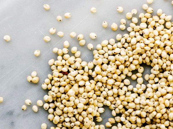 Sorghum from 아르헨티나 supplied by Santa Anita Oil S.A. - 수수