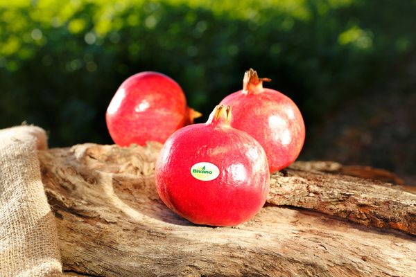 Fresh Pomegranate from 독일 supplied by Bivano Gmbh - Red 신선 석류