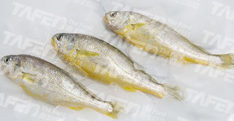 Small Yellow Croaker from 중국 supplied by Dandong Taifeng Foodstuff CO., LTD - Yellow Croaker (=Yellow corvina) 냉동 암치