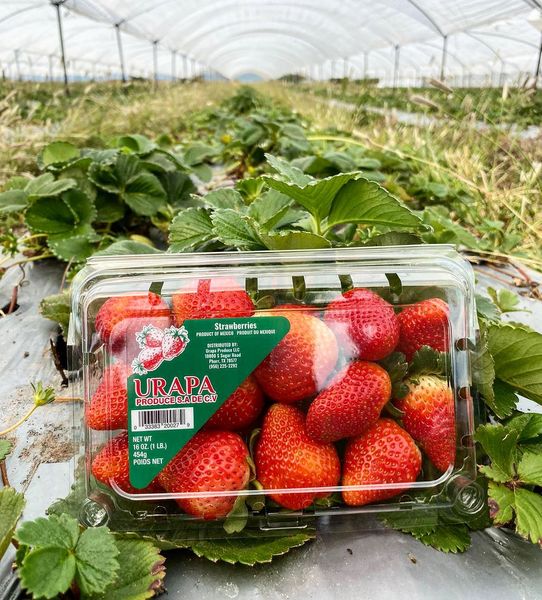 Fresh Strawberry from 멕시코 supplied by Urapa Produce LLC - Red 신선 딸기