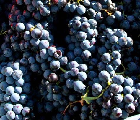 Fresh Table Grape from 프랑스 supplied by VERGERS DU LITTORAL - Whole 신선 포도