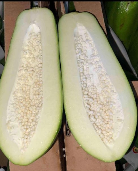 Cooking Papaya (Green Papaya) from 과테말라 supplied by WYCO PRODUCE - CAT1 신선 파파야