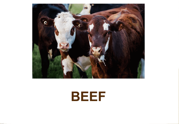 Beef from 남아프리카공화국 supplied by Gluckmann Family Trading - Red 신선 미절단 소고기