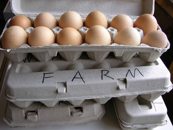 Egg from 미국 supplied by Whippoorwill Farm - Table Egg 달걀