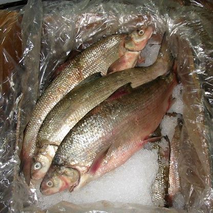 Fresh Whitefish from 미국 supplied by DiCarlo Seafood Company - With Bone 냉동 화이트피쉬