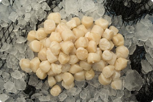 Scallops from 덴마크 supplied by Kangamiut Seafood A/S - Frozen - IQF 냉동 가리비