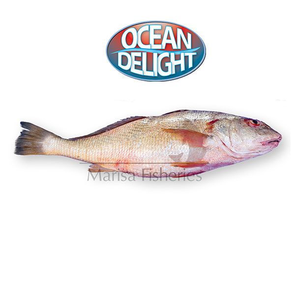 Croaker from 수리남 supplied by Marisa Fisheries - Smalleye Croaker (=Nebris microps) 냉동 암치