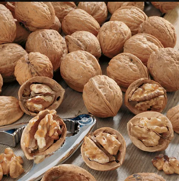 Wallnut from 아랍 에미리트 연합국 supplied by Concept FZE - Whole 생호두
