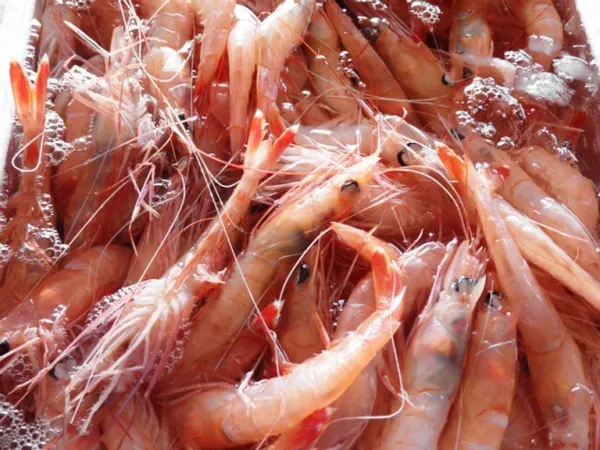 Frozen IQF Satsuma Red Shrimp from Japan supplied by Yamata Suisan Syokuhin Co., Ltd. - Whole Frozen Common Shrimp & Prawn