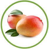 Mango Kent from 과테말라 supplied by Tropical Source Crops (TSC) - Whole 신선 망고