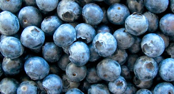 Blueberries from Spain supplied by IDEAL FRUITS, S.L. - Dark Blue Fresh Blueberry