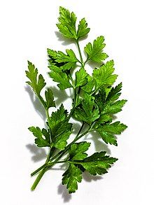Parsley from 이집트 supplied by MEDICAL GRASSES LAND CO. - Ground 파슬리