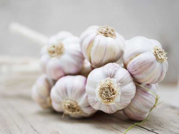 Garlic from 미국 supplied by Organic World, LLC - White 신선 마늘