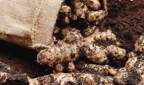 Ginger from 페루 supplied by Algarrobos Organicos Del Peru SAC - Mesh Bags (25kg) (=Net) 통생강